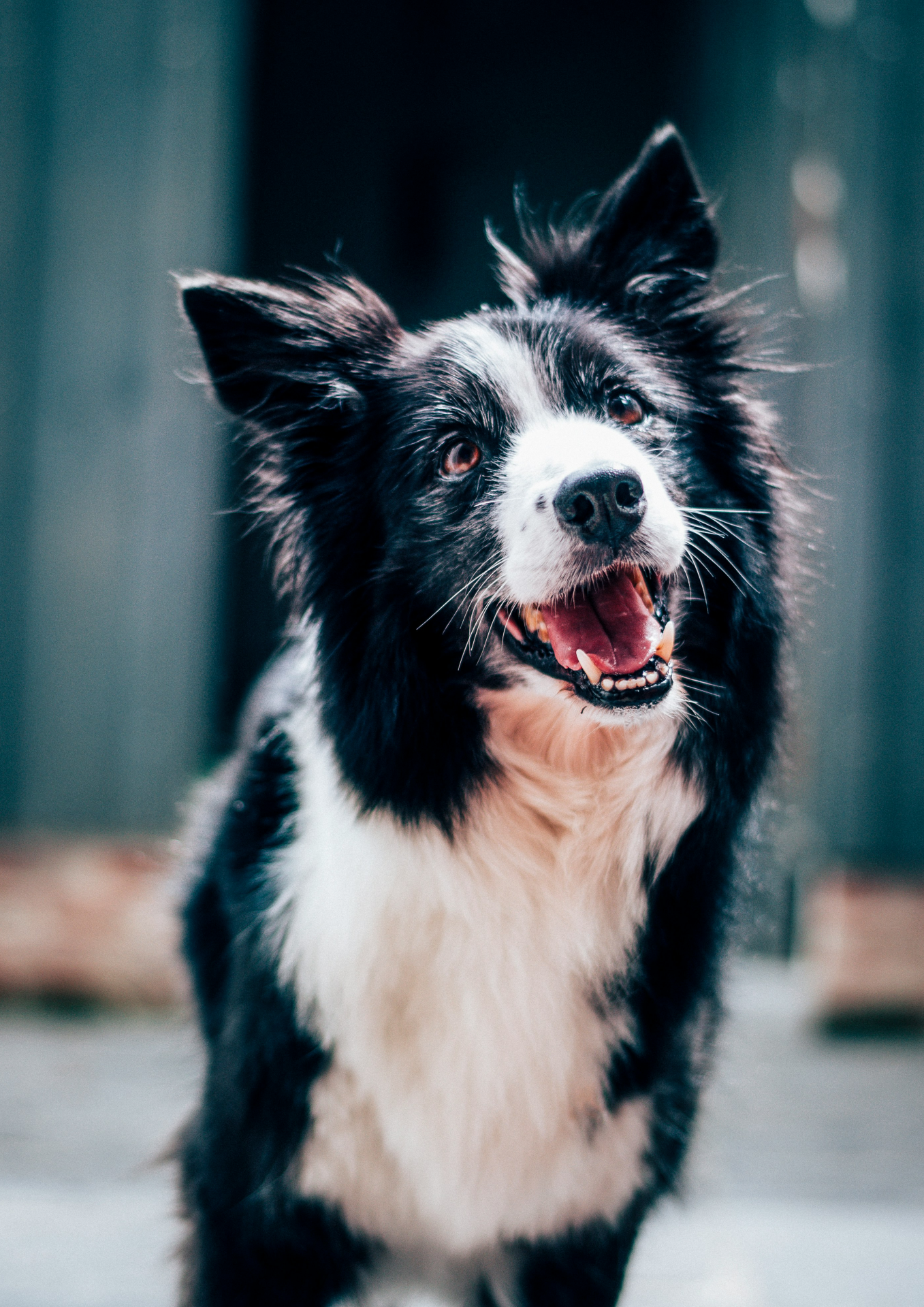 Mutlu Border Collie Köpek Metal Poster