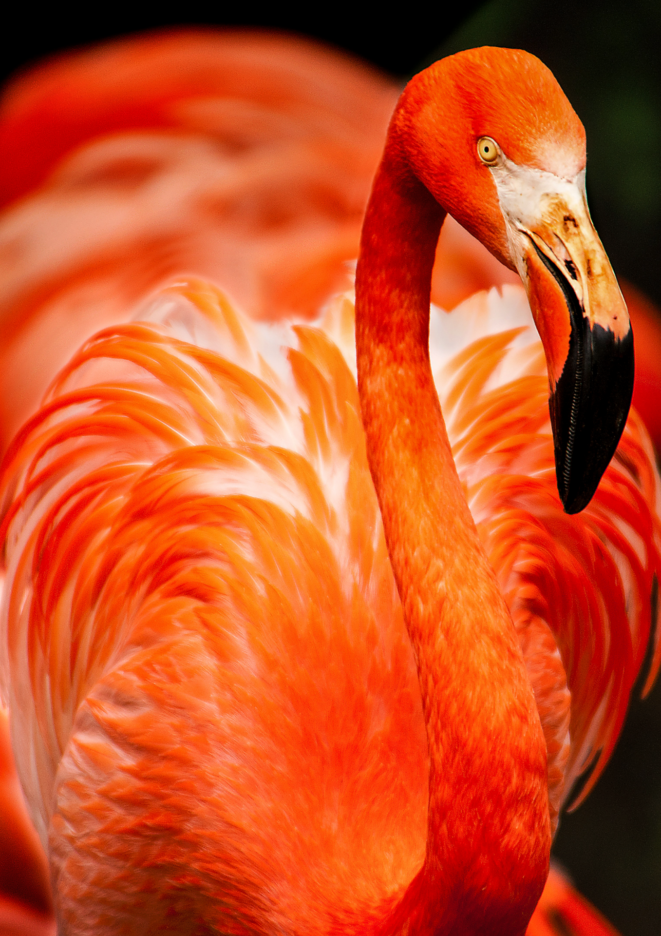 Zarif Flamingo Metal Poster